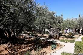 Jardim Getsemani.jpg Jardim Getsemani.jpg