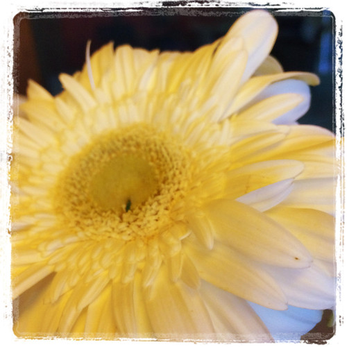 2015-06-09-Nao-es-uma-flor[1].jpg