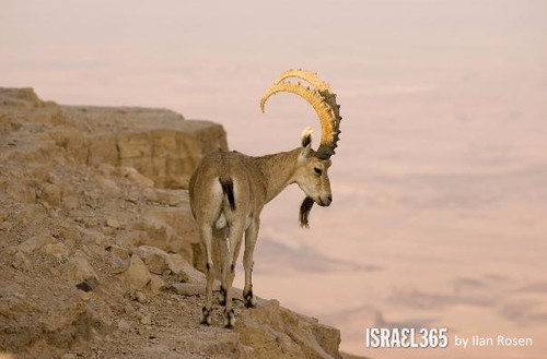Israel 46.jpg