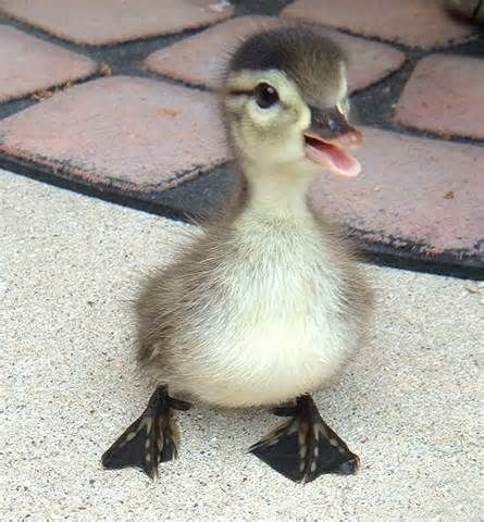 pato foto.jpg pato foto.jpg