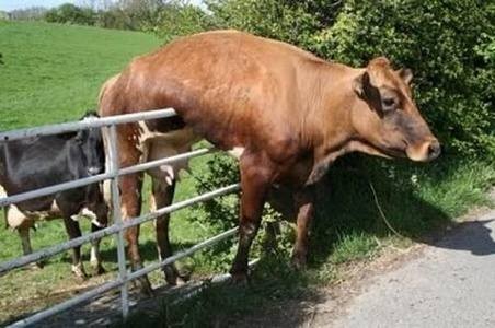 vaca.jpg