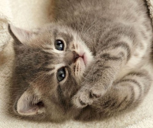 gato1.jpg gato1.jpg