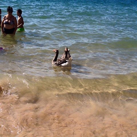 os patos na praia.jpg os patos na praia.jpg