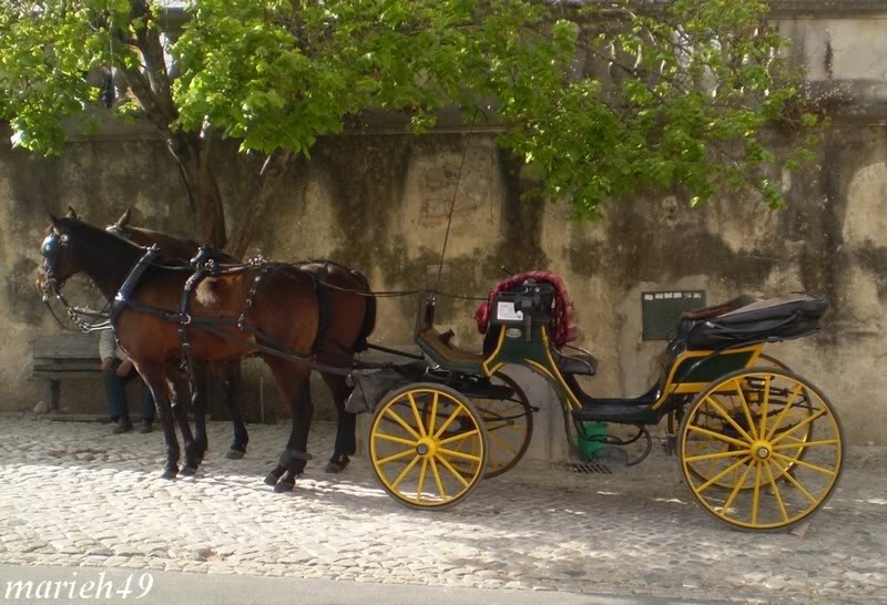 O Condutor Do Veículo De Tracção Animal