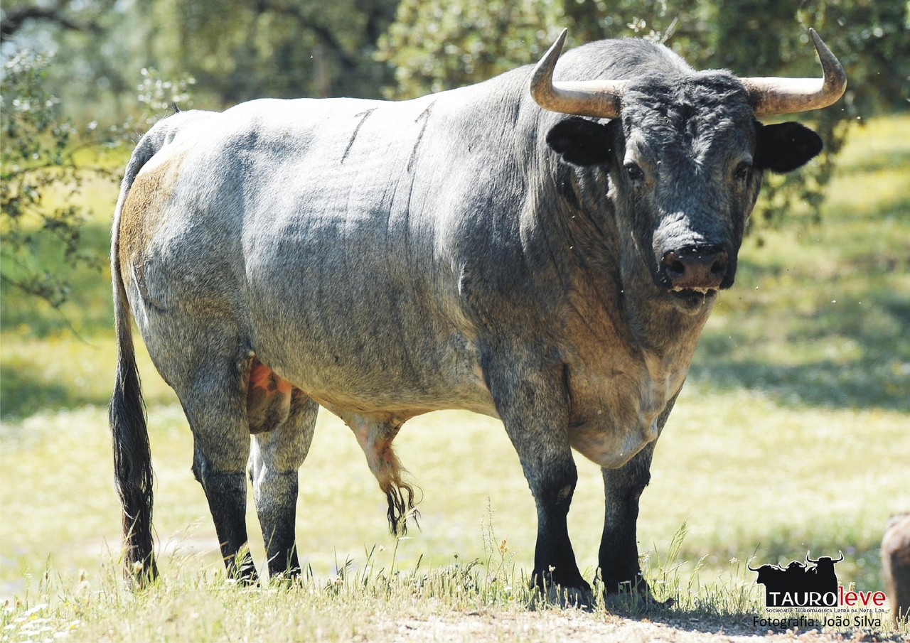 Toiros para a corrida do dia 30 Maio 2015 em Coruche