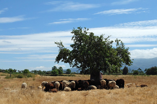 Blogue_paisagem15_Pinhanços2015.jpg Blogue_paisagem15_Pinhanços2015.jpg